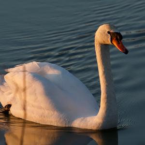 Mute Swan