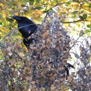 Common Raven