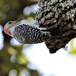 Red-bellied Woodpecker