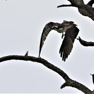 Osprey