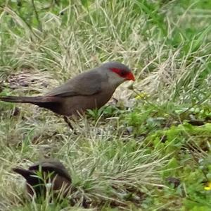 Common Waxbill