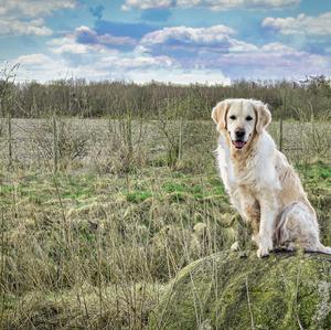 Retriever (Golden)