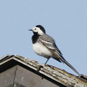 White Wagtail