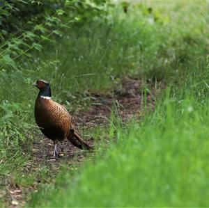 Common Pheasant