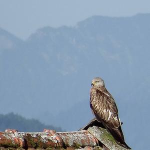 Red Kite