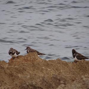 Ruddy Turnstone