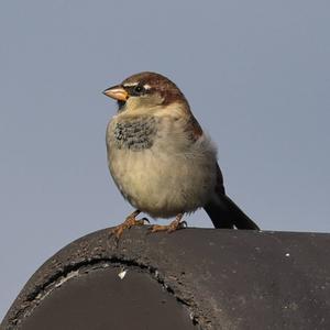 Haussperling