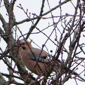 Eurasian Jay