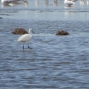 Little Egret