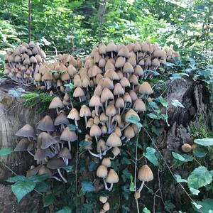 Unknown Species