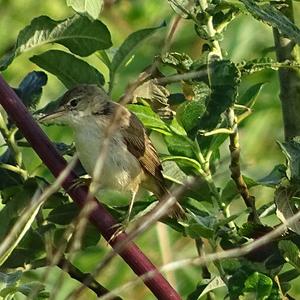 Marsh Warbler