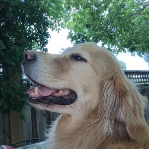 Retriever (Golden)