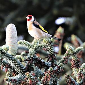 European Goldfinch