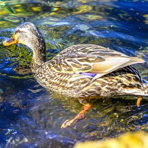 Mallard