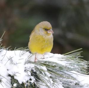 European Greenfinch