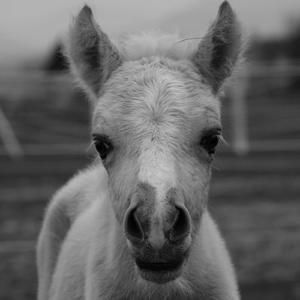 Falabella