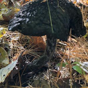 Old Man of the Woods