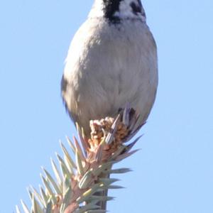 Eurasian Tree Sparrow