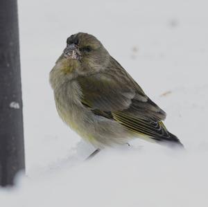 European Greenfinch