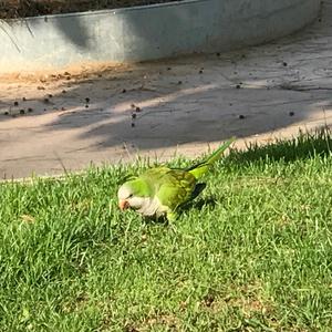 Monk Parakeet