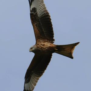 Red Kite