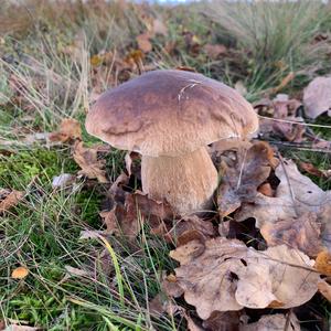 King Bolete