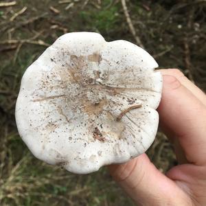 Unknown Species