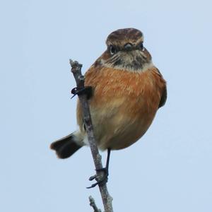 European stonechat