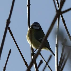 Blue Tit