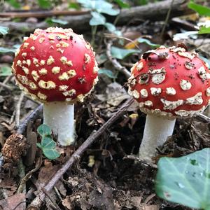 Fly Agaric