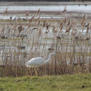 Great Egret