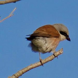 Red-backed Shrike