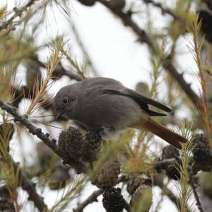 Black Redstart