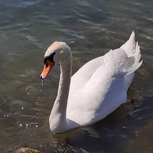 Mute Swan