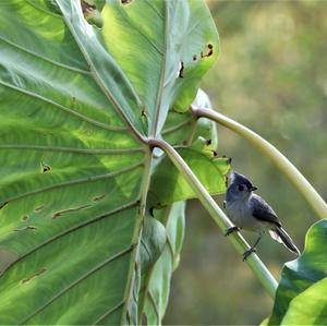 Tufted Titmouse