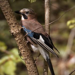 Eurasian Jay