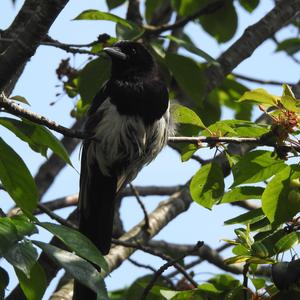 Black-billed Magpie