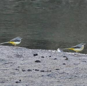 Grey Wagtail