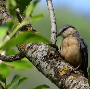 Wood Nuthatch