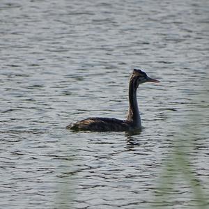 Great Crested Grebe