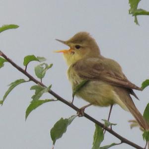 Melodious Warbler