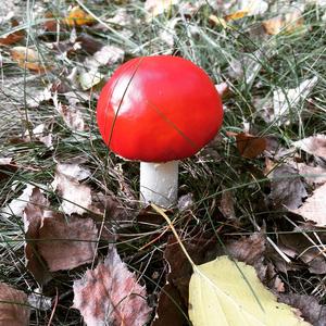 Fly Agaric