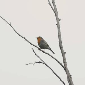 European Robin