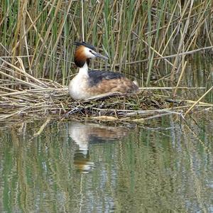 Great Crested Grebe