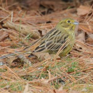 Yellowhammer