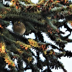 Wintergoldhähnchen