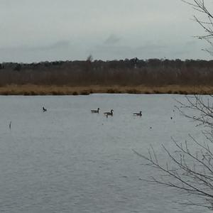 Canada Goose