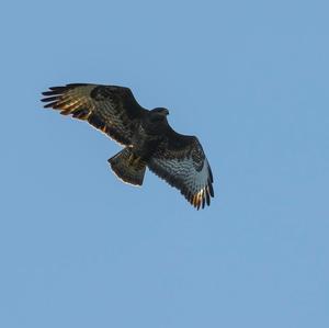 Common Buzzard