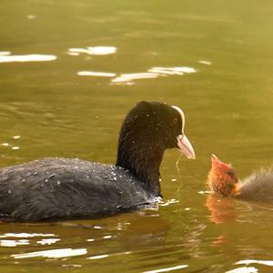 Common Coot