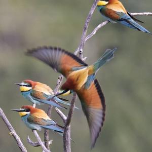 European Bee-eater